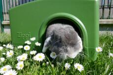 A little rabbit in his green shelter, in a garden