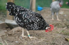 A splendid ancona chicken pecking around in the dirt.