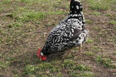 a black and white aracona chicken pecking on some grass