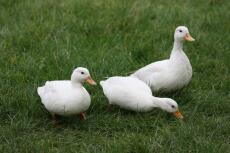 Three white ducks walking across grass