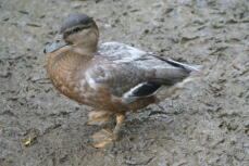 a small brown call young duck