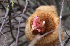 A chicken hidding in a bush.