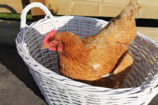 Pollo en una canasta