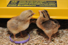 Pojke (l) och flicka (r) kycklingar i benstången