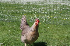 a cream legbar chicken in a sunny garden with chicken fencing and flowers behind