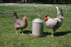 two cream legbar chickens drinking in the sun behind chicken fencing