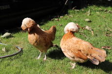 Zwei orangefarbene polnische hühner, die auf gras laufen