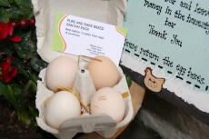 Des œufs spéciaux dans une boîte spéciale !