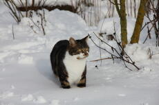 Katt i Snow