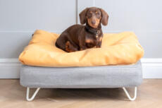 Dackel sitzend auf Topology hundebett mit sitzsack-topper und weißen haarnadelfüßen