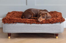 Bassotto che dorme su Topology letto per cani con topper in microfibra e piedi in legno con tappo in ottone