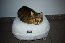 Un chat assis en position de pain dans son lit blanc en forme de beignet