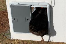 En kylling, der går gennem en automatisk døråbner.