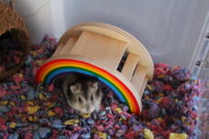 Een kleine bruin-witte hamster in een Qute hamsterkooi met een regenboogspeeltje