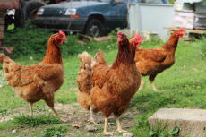 Kyllinger i hagen