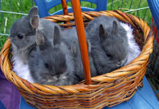 3 niedliche kaninchen in einem korb