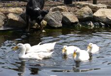 Ducklings grown fast now in their own pond