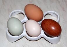 Uova di gallina ex batteria (in alto), legbar crema, faverolles di salmone e marans rame nero