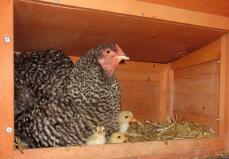 Hühner und küken im hühnerstall