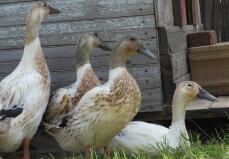 Cuatro jóvenes gallinas arlequín galés