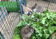 Three rabbits using their green tunnel from their hutch
