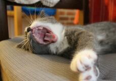 Cat laying down yawning