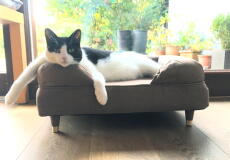Een zwart-witte kat ontspant op zijn bruine bolsterbed