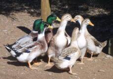 Appleyard Silver Ducks standing in a group