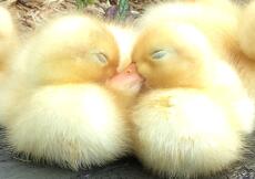 two yellow baby ducklings in the sun outside