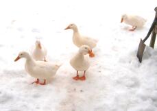 5 ducks in the garden with snow