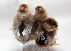 Grädde kyckling kycklingar ~ 2 pojkar och 1 flicka vid 6 dagar