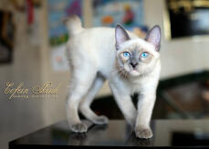Mekong BOBTAIL kattunge blå-punkt av Cofein Pride, mekong-bobtail.ru, WorldWide frakt av kattungar