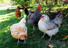 Eine gruppe von hühnern auf einer gartenwiese
