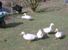 6 canards dans le jardin