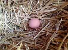 Elke ochtend een vers ei in het nest vinden is geweldig