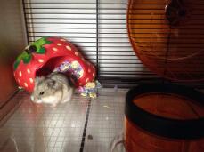 Mijn hamster in haar nieuwe hamsterkooi
