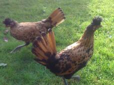 Due polli in erba