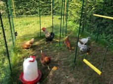 lots of chickens inside a walk in run in a garden with a chicken feeder and a chicken swing