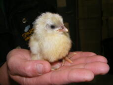 Andalusisk kyckling