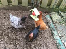 Die hühner genießen ihren leckerbissen! dieser futterautomat hält das obst sauber, also muss es für die mädchen besser sein!