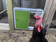 En nysgerrig kylling foran sin grønne automatiske dør, der er fastgjort til en løbebane