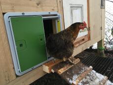 En høne, der kommer ud af sin hønsegård gennem den automatiske dør til hønsegården