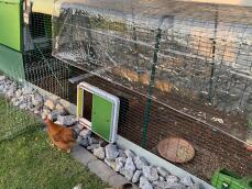 En kylling, der kommer ud af sin løbegård gennem en automatisk dør til buret
