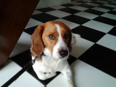 Beaglehund satt på ett kontrollerat Golv