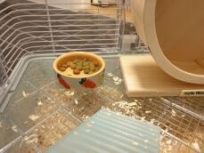 a small bowl with carrots on it in a hamster cage with a wheel
