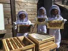 Three kids holding panels containing bees taken from a bee house