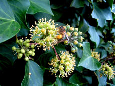Collection Winter Pollen d'Ivy