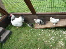 Light Sussex Mum with Boot Bantam chicks