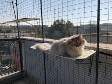 A cat sitting on the shelf of an outdoor cat enclosure