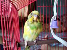 a green and yellow budgie in a cage stood on a perch